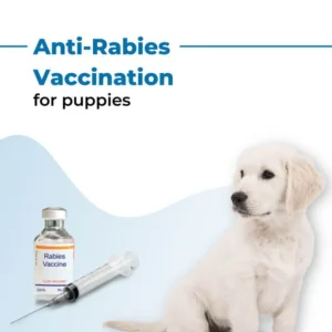 Anti-Rabies Vaccine for Dogs