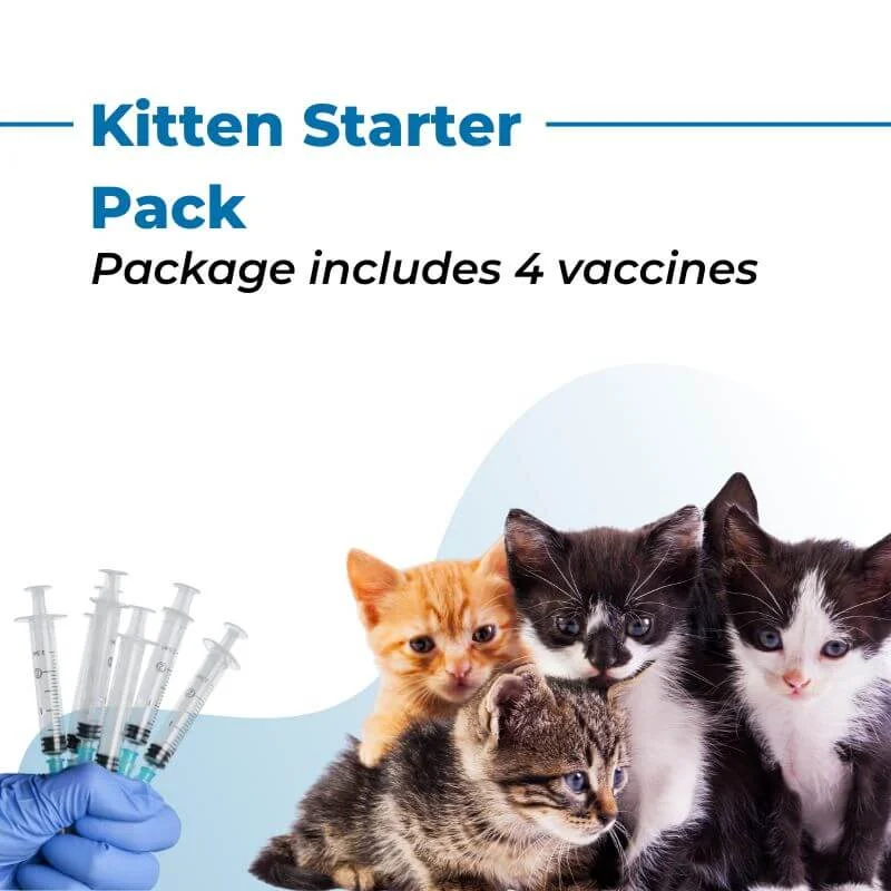 Kitten Starter Pack