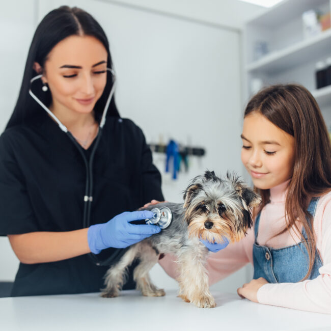 Pet vet clinic near me