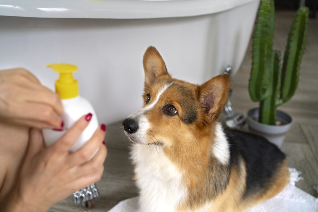 Grooming: Maintaining Hygiene