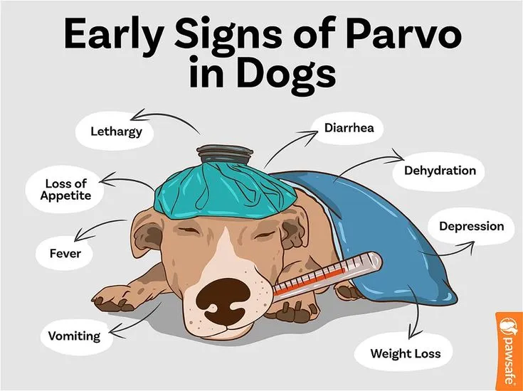 Signs That Your Dog Has Parvo