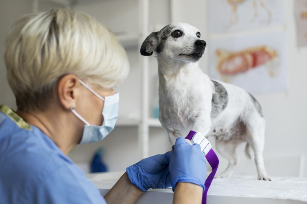 Features of the Coronavirus Vaccine for Pets