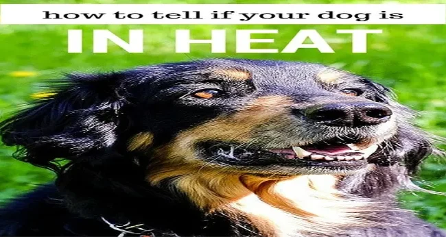 Caring for Your Dog During the Female Dog Heat Cycle