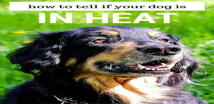 Caring for Your Dog During the Female Dog Heat Cycle