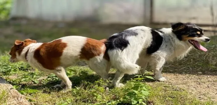 female dog heat cycle image