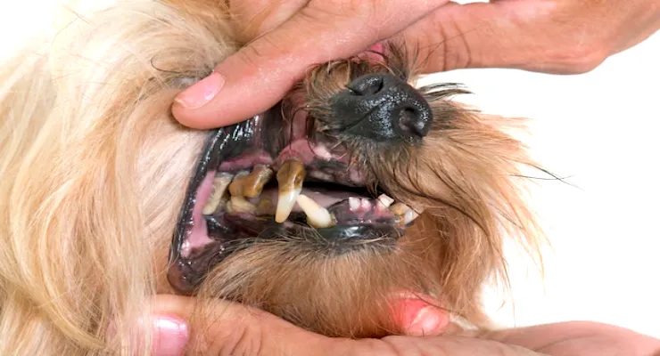 Dog Teeth Age Chart