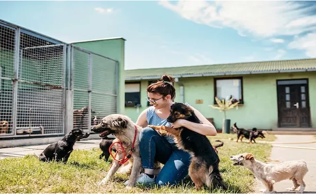 dog boarding